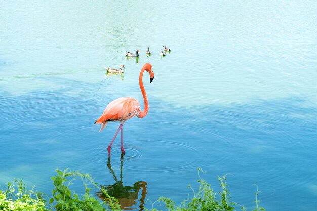 Vista lateral de um grupo de patos alegres flutuando e um maravilhoso flamingo rosa caminhando perto da costa na sombra enquanto o sol brilha refletindo na água do lago