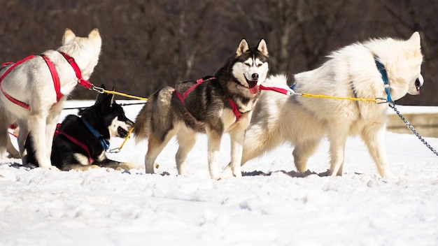 Vista lateral de um husky descansando em um time de cães no dia de inverno