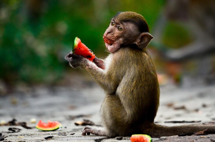 Foto vista lateral de um macaco comendo uma fatia de melancia