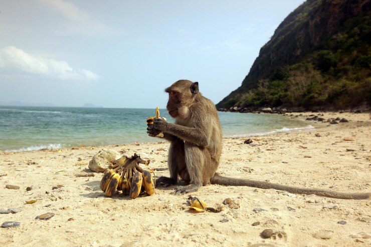 Foto vista lateral de um macaco olhando para longe enquanto come banana na praia