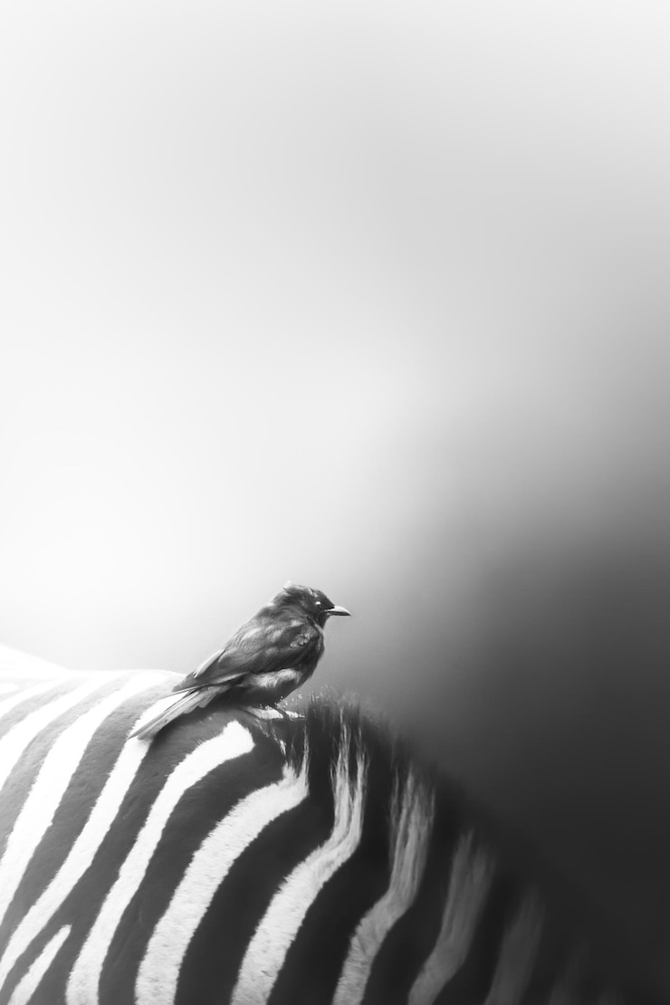 Foto vista lateral de um pássaro empoleirado em uma zebra