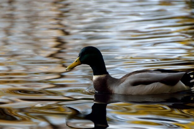 Foto vista lateral de um pato nadando no lago