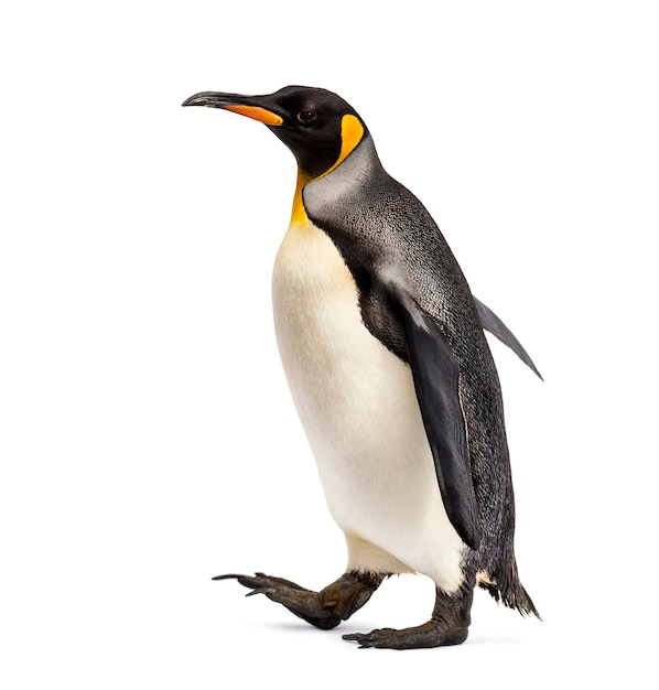 Vista lateral de um pinguim-rei caminhando, isolado no branco