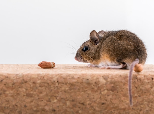 Foto vista lateral de um rato de madeira, apodemus sylvaticus, sentado em um tijolo de cortiça, cheirando alguns amendoins