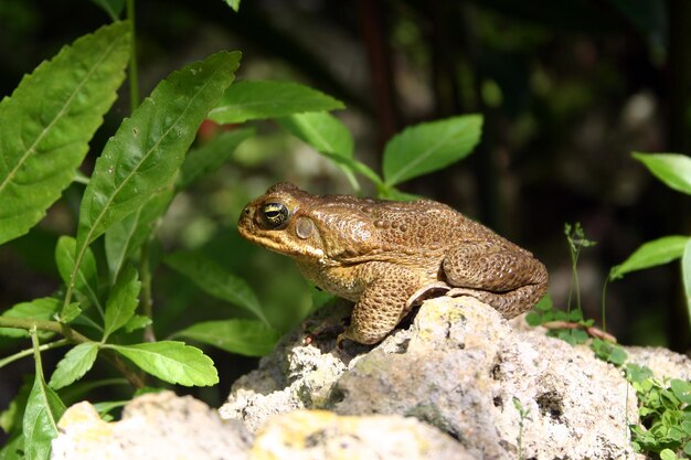 Vista lateral de um sapo-cururu, Barbados, Caribe. nome latino Bufo Marinus