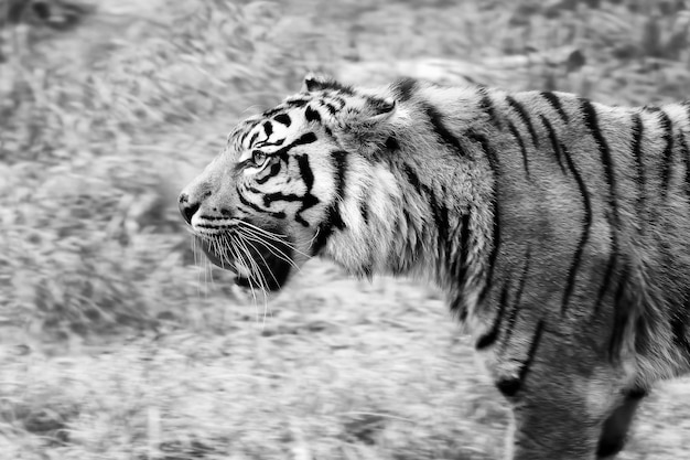 Foto vista lateral de um tigre de pé no campo