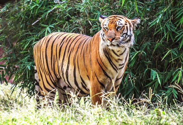 Foto vista lateral de um tigre na floresta