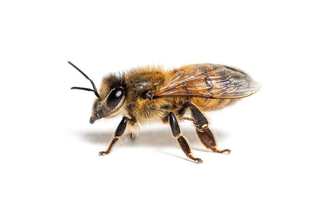 Vista lateral de uma abelha apis mellifera isolada em branco