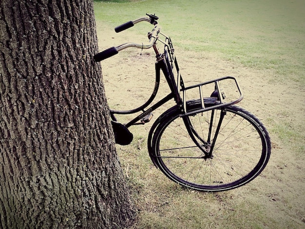 Vista lateral de uma bicicleta recortada contra uma árvore