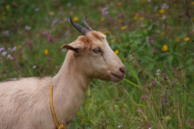 Vista lateral de uma cabra no campo