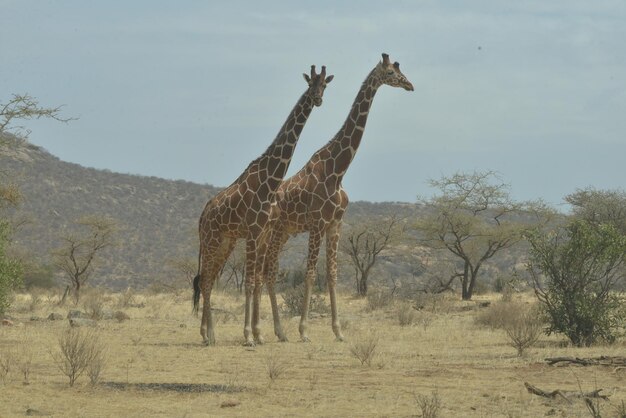 Foto vista lateral de uma girafa de pé no campo contra o céu