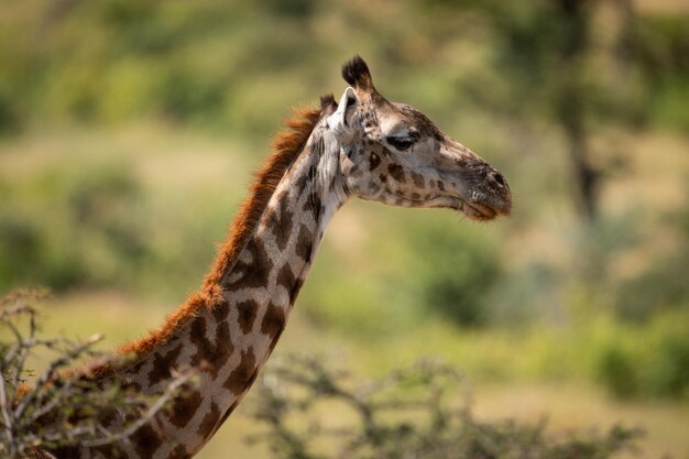 Vista lateral de uma girafa