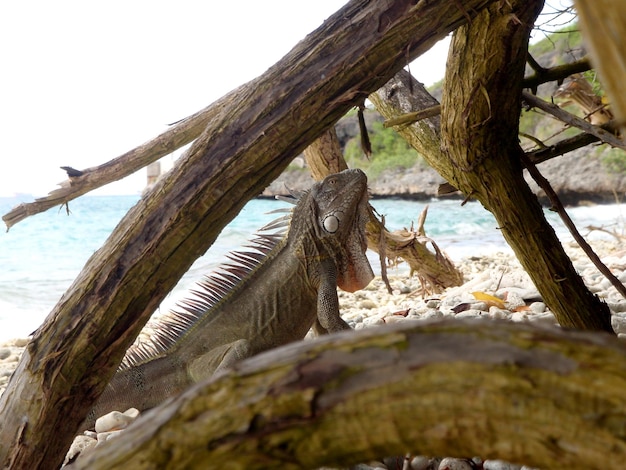 Foto vista lateral de uma iguana na costa na praia