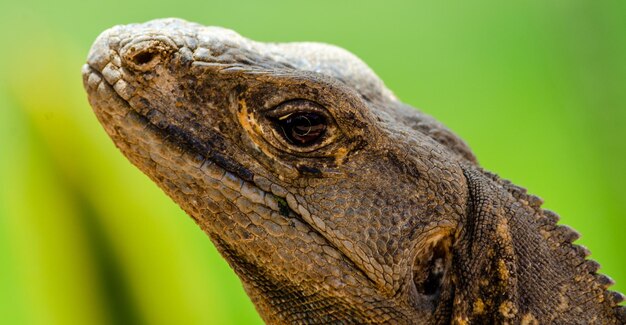 Foto vista lateral de uma iguana