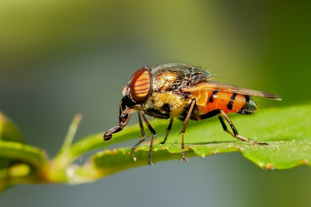 Vista lateral de uma mosca descansando em uma folha