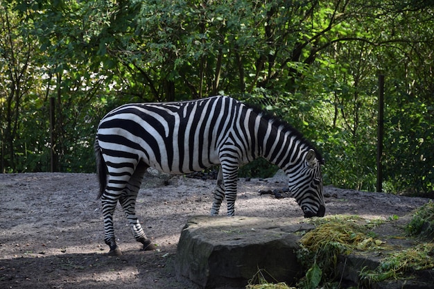 Vista lateral de uma zebra no zoológico