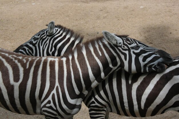 Foto vista lateral de zebras no zoológico