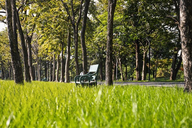 Vista lateral do banco de madeira com campo de grama verde no parque