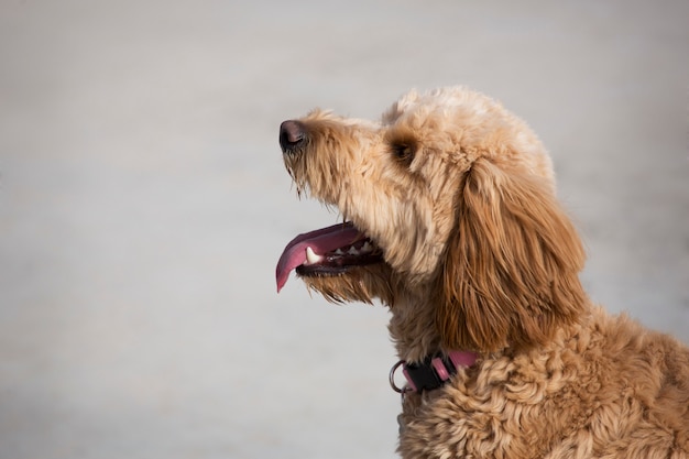 Vista lateral do cão Goldendoodle