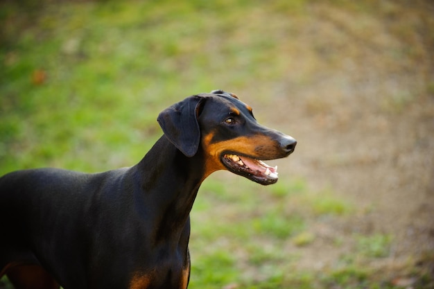 Vista lateral do doberman pinscher no parque