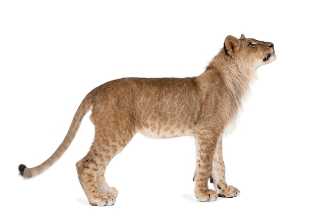 Vista lateral do jovem filhote de leão, Panthera leo