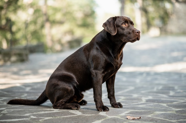 Vista lateral do Labrador Retriever de chocolate de corpo inteiro sentado e olhando para a frente durante o treinamento de obediência.