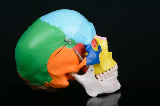 Vista lateral do modelo educacional plástico colorido de um crânio humano em fundo preto