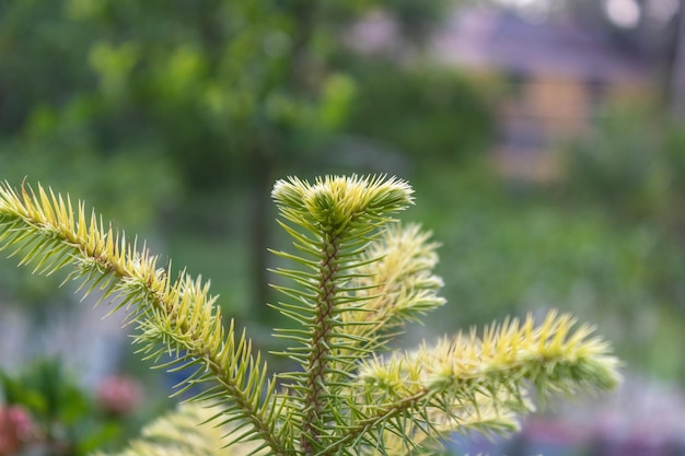Vista lateral do verde Norfolk Island Pine Ramo de árvore verde Foco seletivo da jovem planta de pinheiro