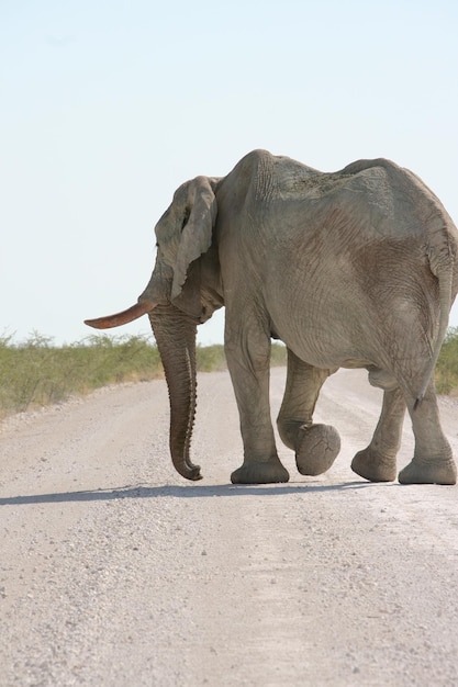 Vista lateral de un elefante caminando por la carretera