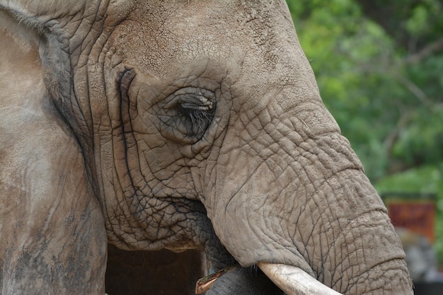 Vista lateral de un elefante desde cerca