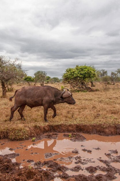 Foto vista lateral de un elefante en tierra contra el cielo