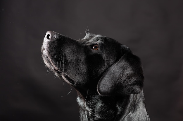 Vista lateral em close-up de um cão olhando para cima