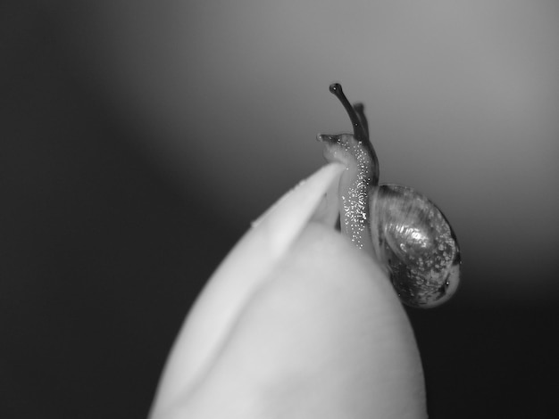 Vista lateral em close-up de um caracol em uma planta desfocada