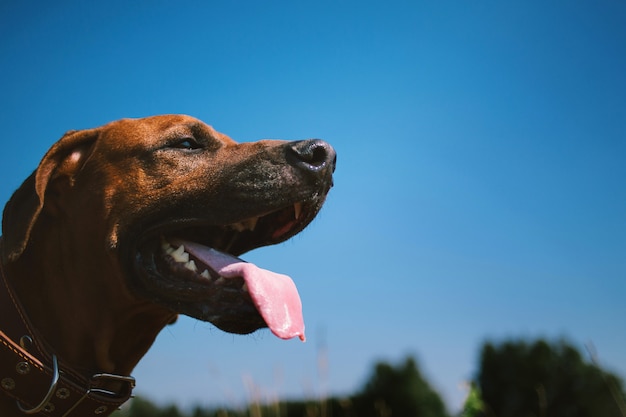 Vista lateral em um ridgeback rhodesian para uma caminhada ao ar livre em um campo