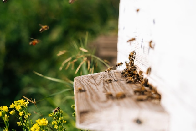 Vista lateral del enjambre de abejas melíferas que transportan polen a la colmena en un día soleado de verano brillante