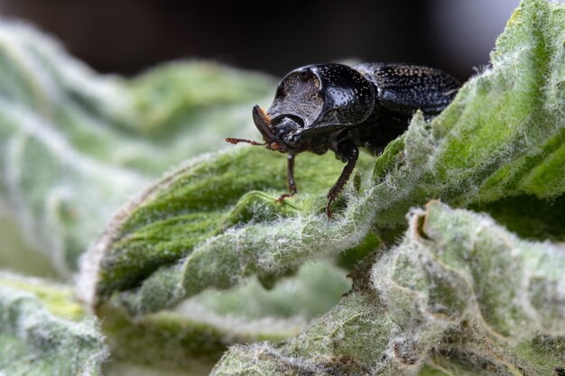 Vista lateral del escarabajo rinoceronte europeo Oryctes nasicornis sobre una hoja de menta verde