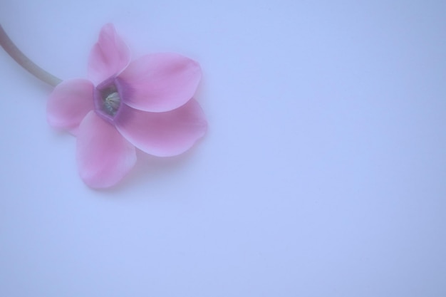 Vista lateral de la flor de ciclamen rosa sobre fondo azul con enfoque tierno borroso Una flor con tallo de cinco pétalos sin hojas copyspace Efecto de niebla Hermosa flor de ciclamen exquisita