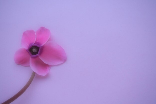 Vista lateral de la flor de ciclamen sobre fondo rosa púrpura con enfoque tierno borroso una flor con cinco p