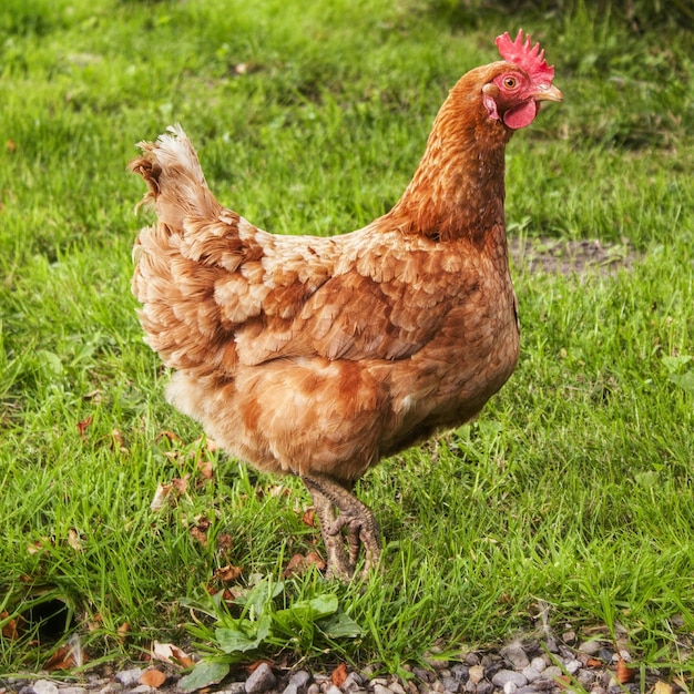 Vista lateral de una gallina en un campo de hierba