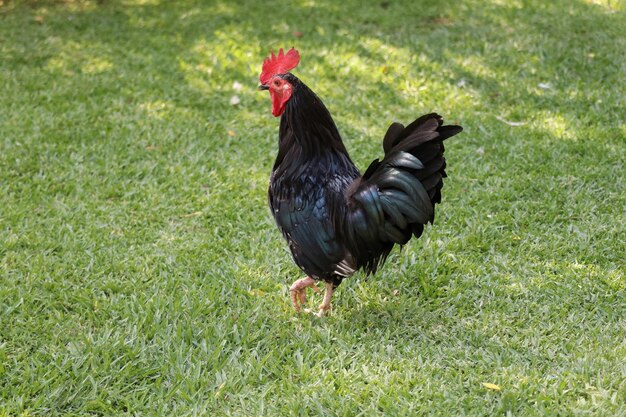 Foto vista lateral de una gallina en el césped