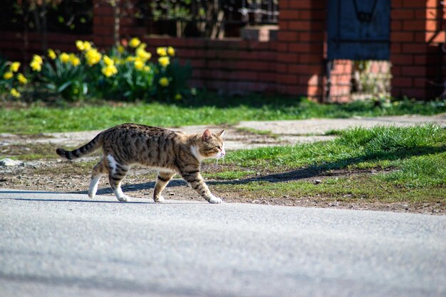 Foto vista lateral de un gato caminando por la carretera