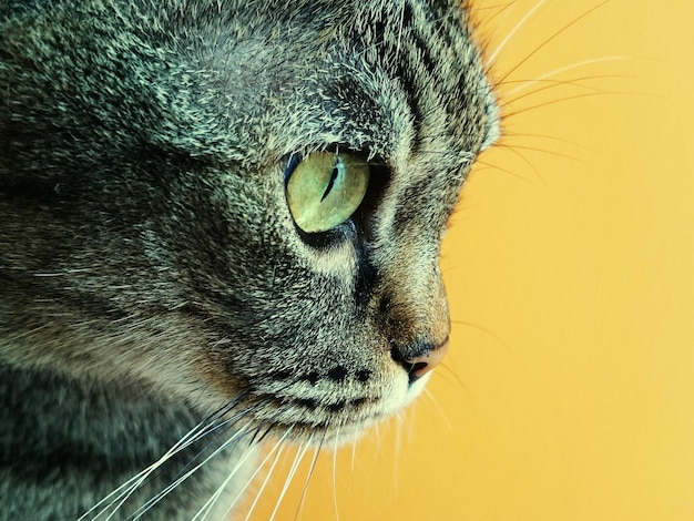 Vista lateral de un gato tabby contra un fondo amarillo