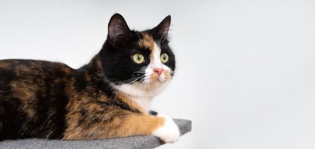 Vista lateral de un gato tricolor sentado en un poste de rascado de gatos jugando al árbol del gato cerca de la pared clara de la casa Lugar para el texto mirando hacia un lado