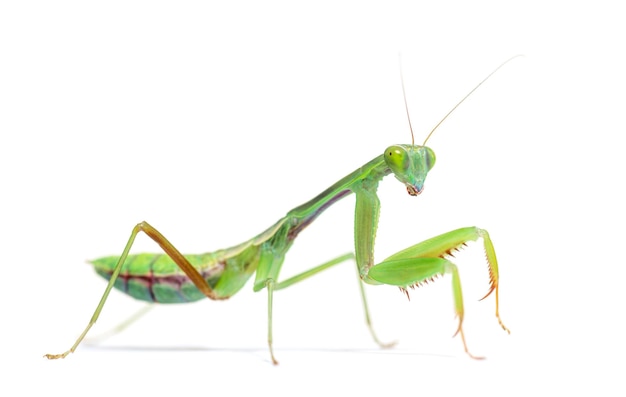 Foto vista lateral de un gigante australiano mantid hierodula majuscula mirando a la cámara aislada en blanco