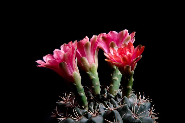 Vista lateral de gymnocalycium baldianum contra un fondo oscuro