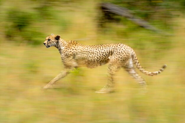 Foto vista lateral de una jirafa corriendo por la tierra