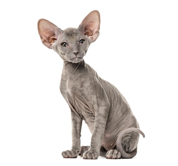 Vista lateral de un joven gato Peterbald sentado, aislado en blanco