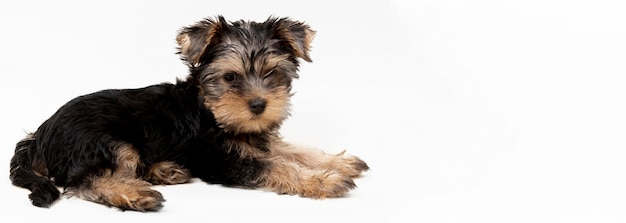 Foto vista lateral del lindo cachorro de yorkshire terrier