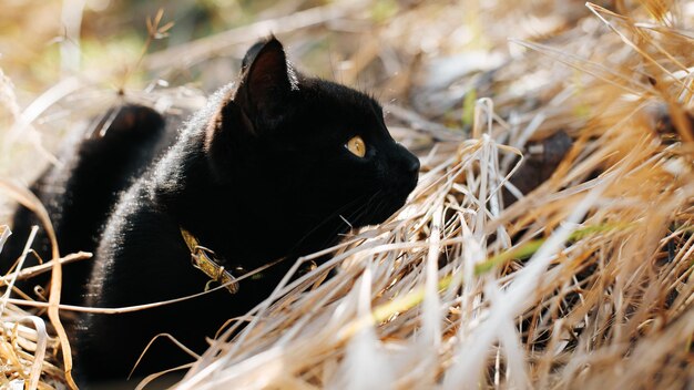 Vista lateral del lindo gato negro de pelo corto con ojos amarillos acostado sobre hierba seca en la naturaleza y mirando hacia otro lado Retrato de mascota curiosa descansando al aire libre vista de ángulo bajo