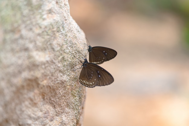 Vista lateral de mariposa marrón con punto blanco en las alas encaramadas en la piedra